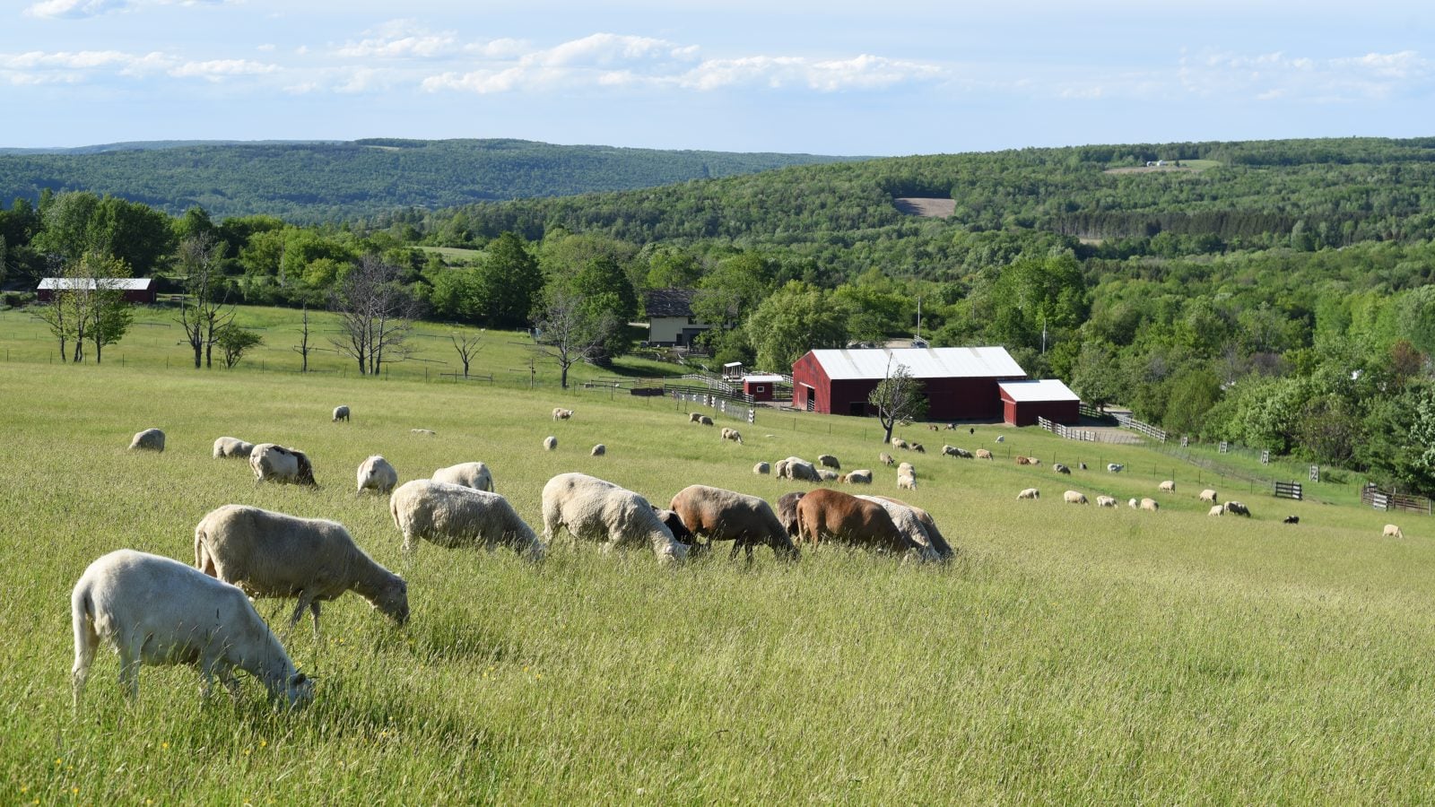 farmed animal sanctuaries